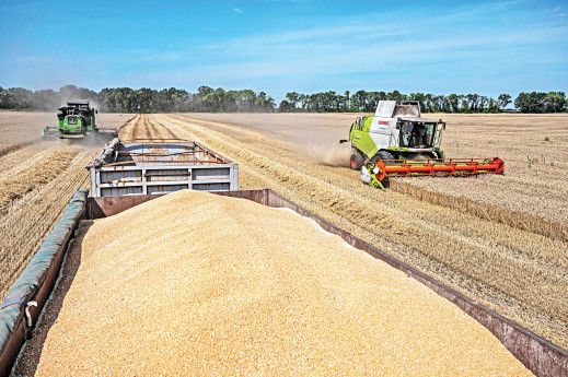 Brazilian Grains